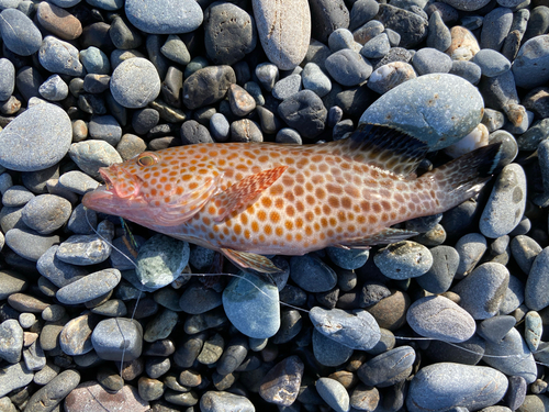 オオモンハタの釣果