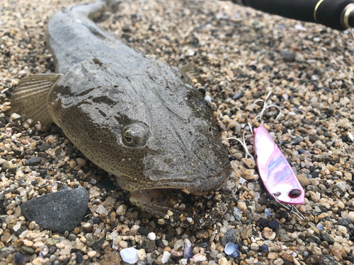 マゴチの釣果