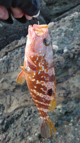 キジハタの釣果