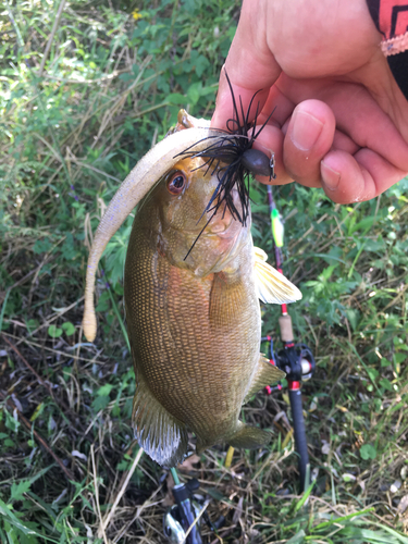 スモールマウスバスの釣果