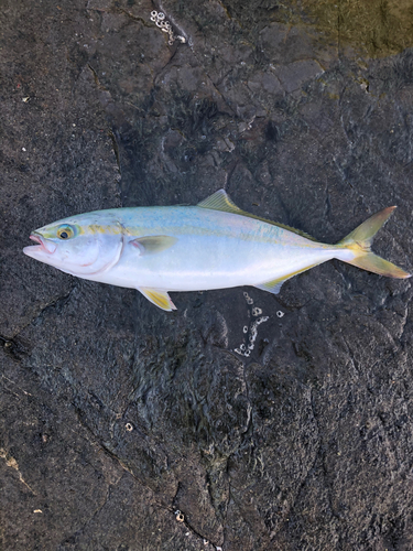 ワカシの釣果