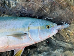 イナダの釣果