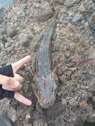 マゴチの釣果