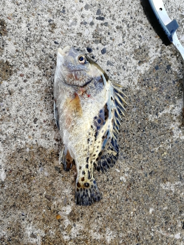 コショウダイの釣果