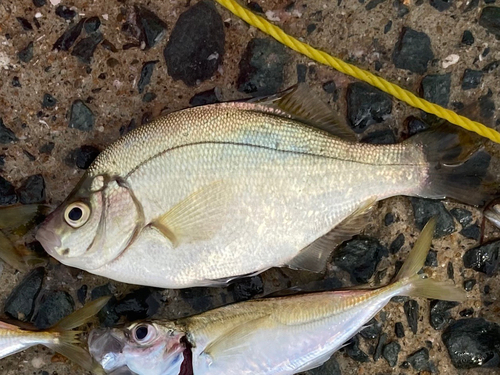 ウミタナゴの釣果