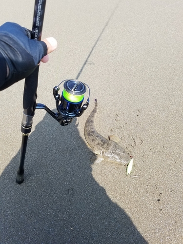 マゴチの釣果