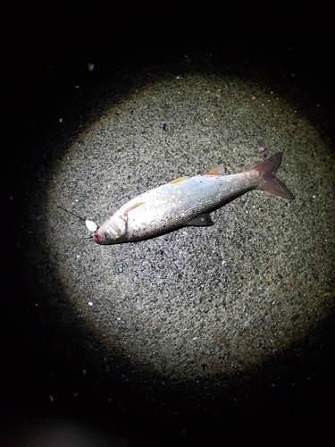 ウグイの釣果