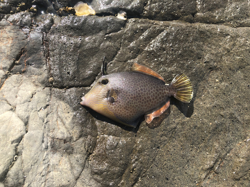 カワハギの釣果