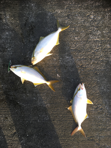 ショゴの釣果