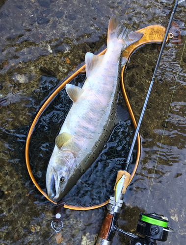 ヤマメの釣果