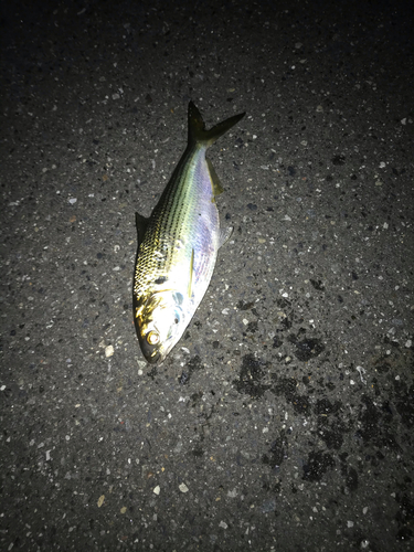 コノシロの釣果