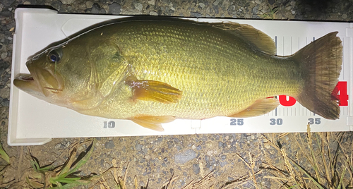 ブラックバスの釣果