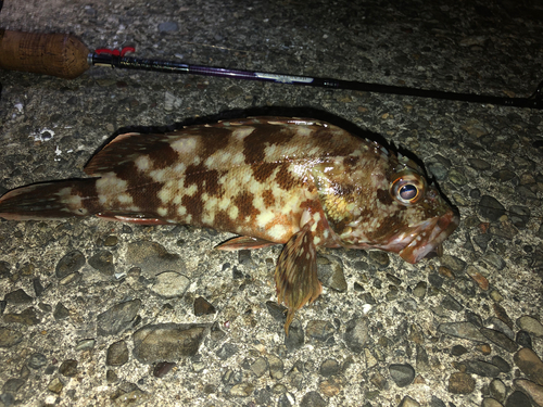 カサゴの釣果