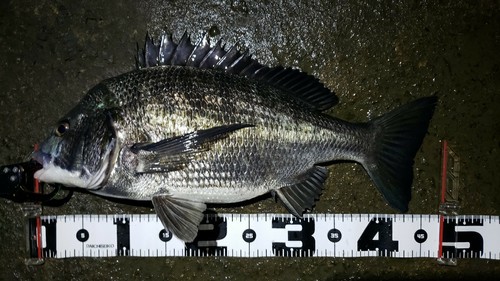 クロダイの釣果