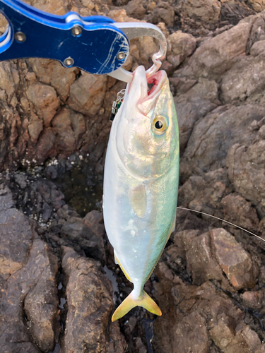 ツバスの釣果