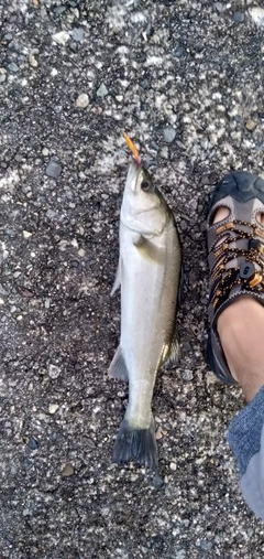 サゴシの釣果