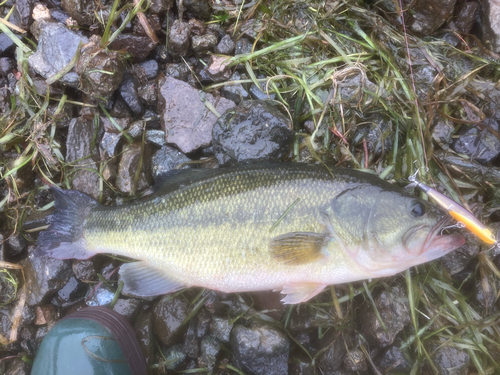 ブラックバスの釣果