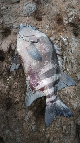 イシダイの釣果