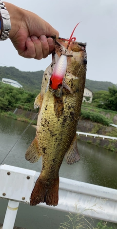 ブラックバスの釣果