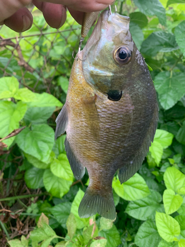 ブルーギルの釣果