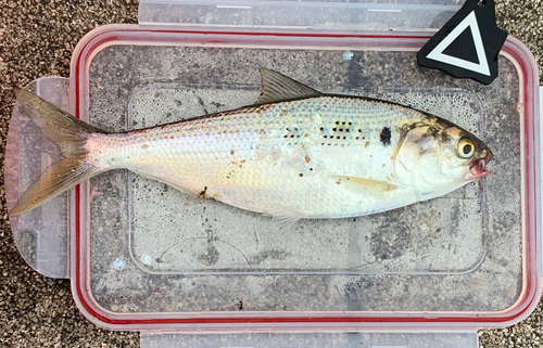 コノシロの釣果