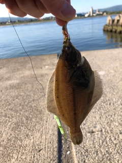 カレイの釣果