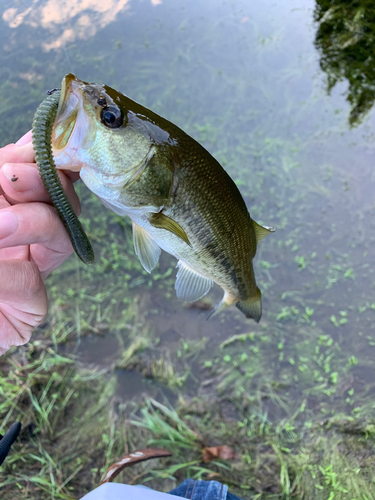 ラージマウスバスの釣果