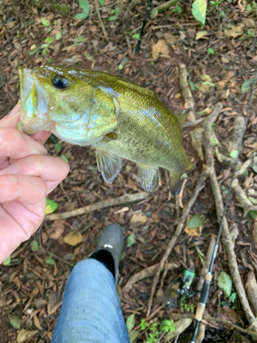 ラージマウスバスの釣果