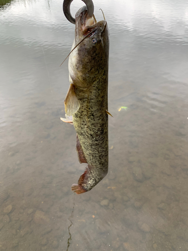 ナマズの釣果