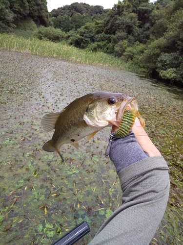 ブラックバスの釣果