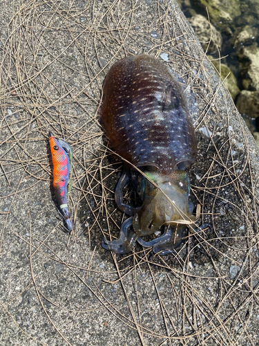 アオリイカの釣果