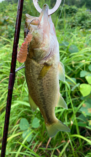 ブラックバスの釣果