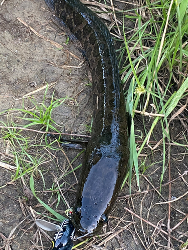 カムルチーの釣果