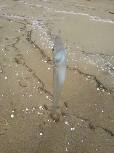 シロギスの釣果