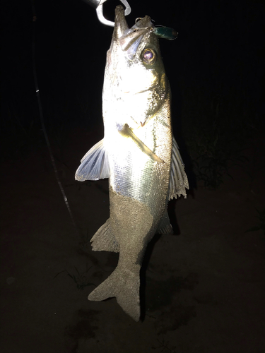 スズキの釣果