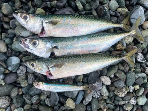 サバの釣果