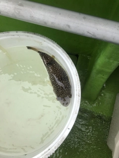 ショウサイフグの釣果