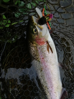 ニジマスの釣果