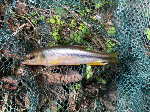 カワムツの釣果