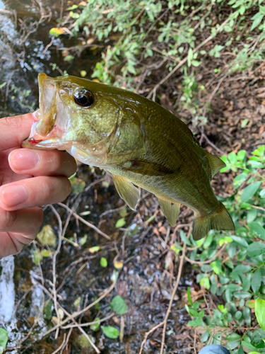 ラージマウスバスの釣果