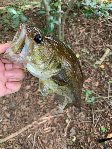 ラージマウスバスの釣果