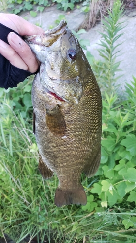 スモールマウスバスの釣果