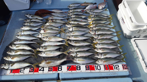 オニヒラアジの釣果