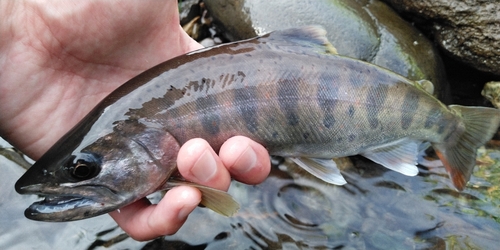 アマゴの釣果