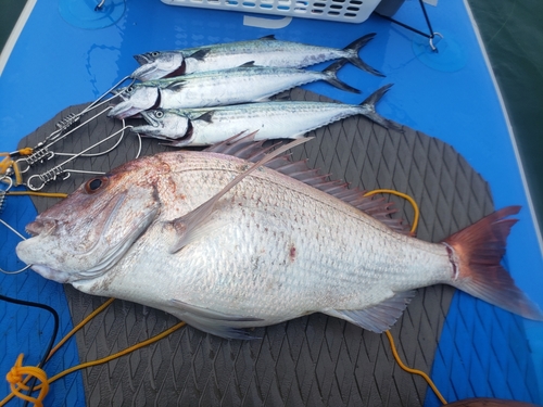 マダイの釣果