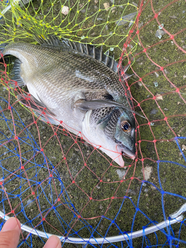 クロダイの釣果