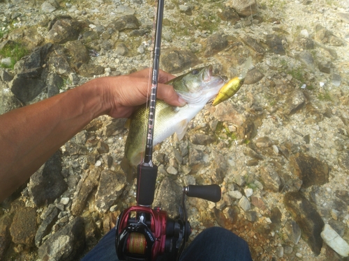 ブラックバスの釣果