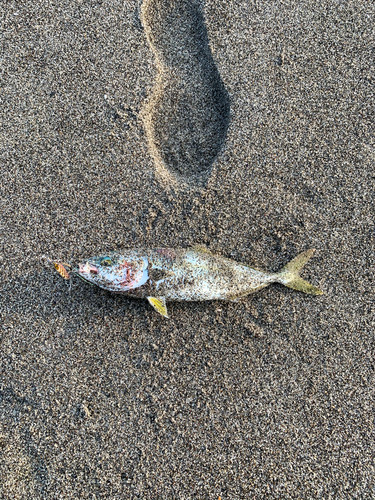 ワカシの釣果