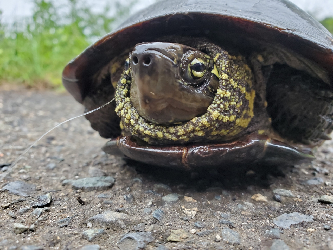 ブラックバス