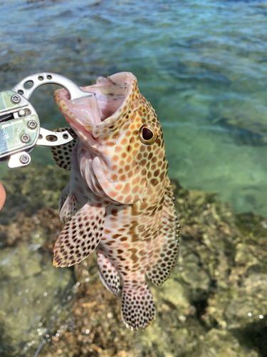 イシミーバイの釣果